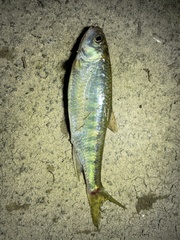 Opsariichthys evolans