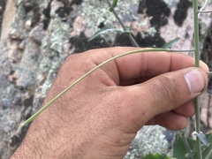 Streptanthus campestris