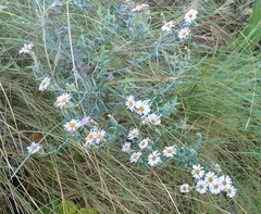 Athrixia phylicoides