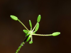Chaerophyllum ramosum
