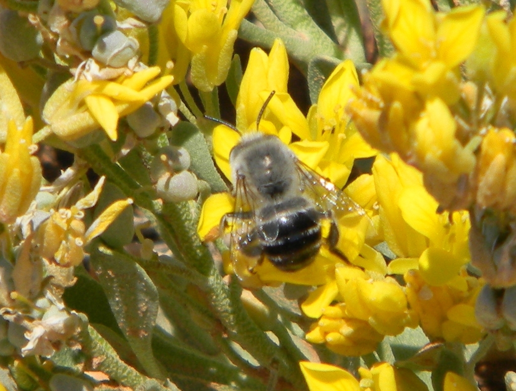 Anthophora dammersi