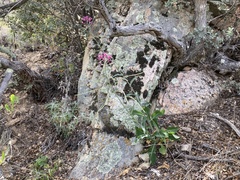 Streptanthus campestris