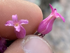 Streptanthus campestris