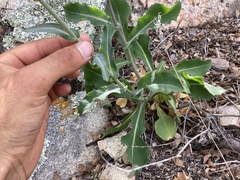 Streptanthus campestris