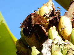 Euthalia aconthea gurda