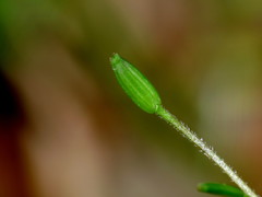 Chaerophyllum ramosum