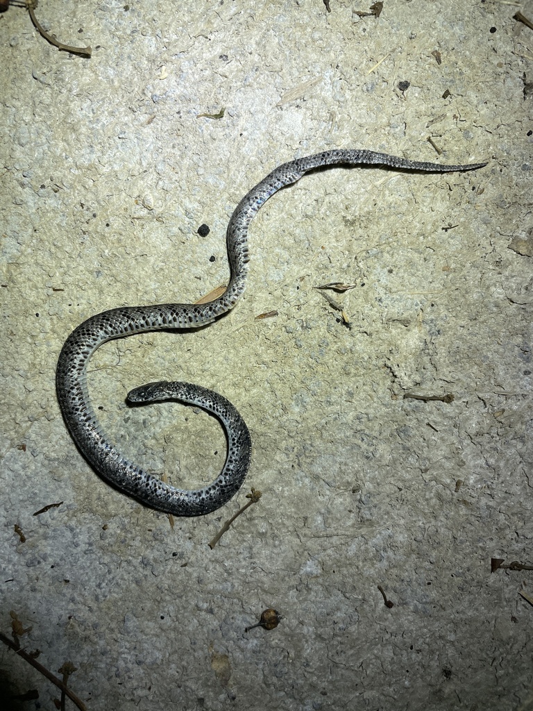 White-spotted Slug Snake