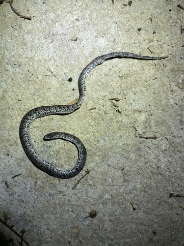 White-spotted Slug Snake