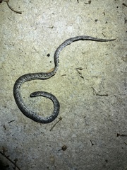 Pareas margaritophorus