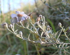 Athrixia phylicoides