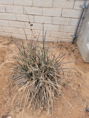 Hesperaloe parviflora