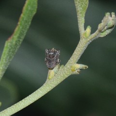 Eufroggattia