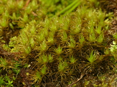 Dicranum spurium