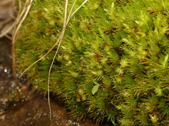 Dicranum spurium