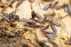 Zootermopsis nevadensis