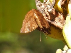 Euthalia aconthea gurda