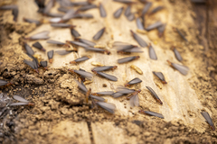 Zootermopsis nevadensis