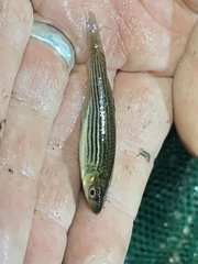 Fundulus lineolatus