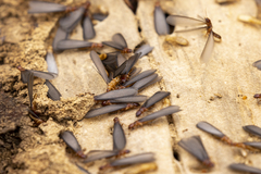 Zootermopsis nevadensis