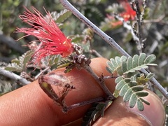 Calliandra californica