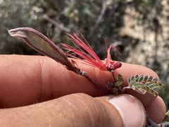 Calliandra californica