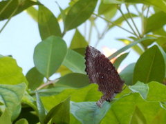 Elymnias hypermnestra beatrice