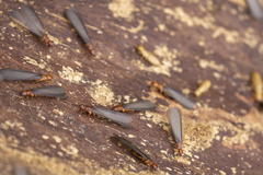 Zootermopsis nevadensis