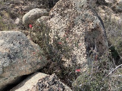 Calliandra californica