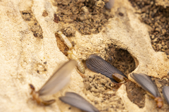 Zootermopsis nevadensis