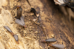 Zootermopsis nevadensis