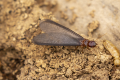 Zootermopsis nevadensis