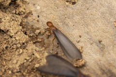 Zootermopsis nevadensis