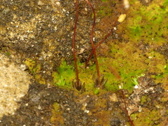 Pogonatum brachyphyllum