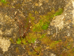 Pogonatum brachyphyllum