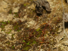 Pogonatum brachyphyllum