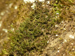 Grimmia pilifera