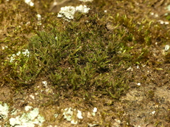 Grimmia pilifera
