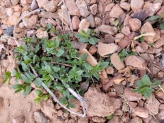 Lamiaceae