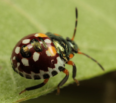 Caura rufiventris