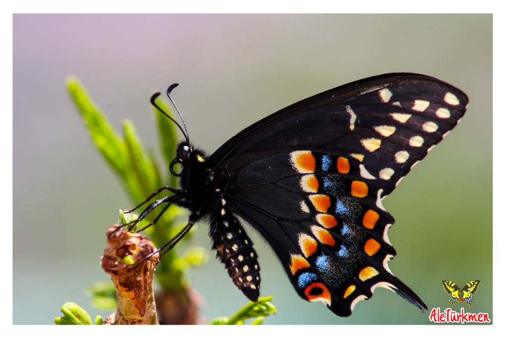 Swallowtails and Parnassians