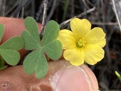 Oxalis californica