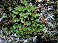Azorella roughii