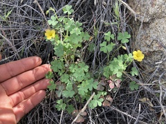 Oxalis californica