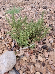 Salvia rosmarinus