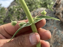 Penstemon reidmoranii
