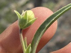 Penstemon reidmoranii