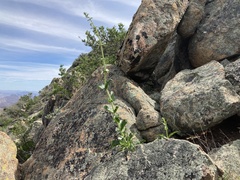 Penstemon reidmoranii