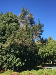 Taxandria juniperina