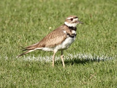 Charadrius vociferus