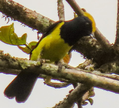 Melanochlora sultanea
